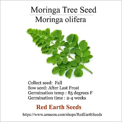 Moringa Tree - 10 Seeds - Moringa Olifera • $16.99