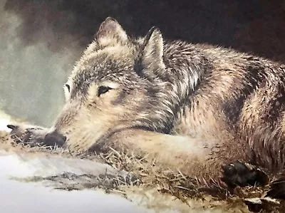 Limited Edition Numbered & Signed Wildlife Wolf Art Lithograph By Morten Solberg • $199