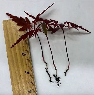 Lot 3 Red Japanese Maple Tree Seedling Pack Live Plant Bare Root Bloodgood • $14.99