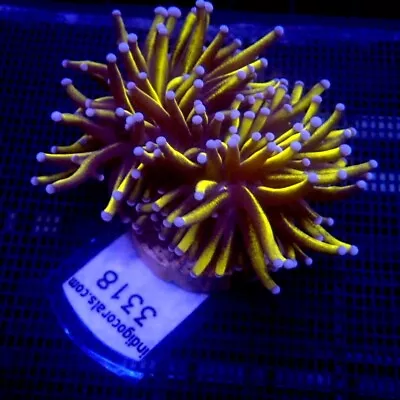 Malaysian 24k Gold Torch Coral WYSIWYG IC 3318 - Indigo Corals • $120