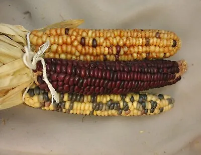 Fall / Thanksgiving Decorative Indian Corn - 3 Piece Arrangement Large 7in Cob • $6