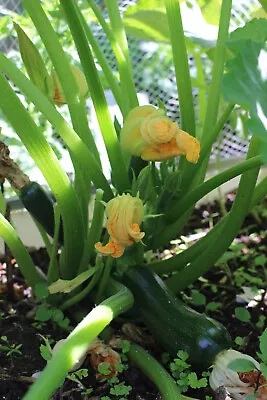 Zucchini : 18+ Seeds Per Pack : Sorry We Can't Post To WA And TAs • $2.70