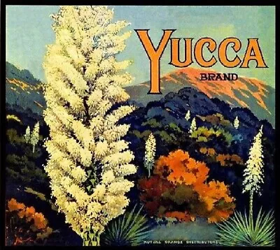 Yucca Brand Orange Riverside Flowers Citrus Fruit Crate Label Vintage Art Print • $12.50