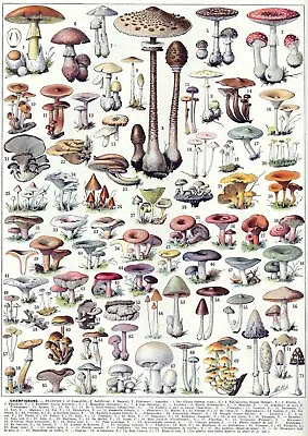 Champignons Mushrooms V1 1932 Botany Book A5 A2  French Wall Art Vintage Decor • £4.95