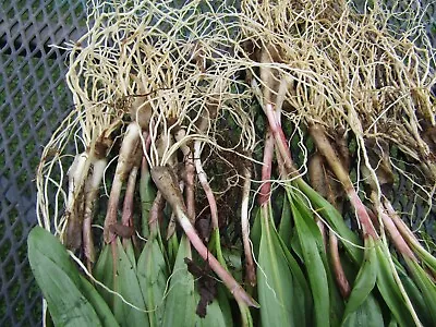 1 Pound Ramps  / Wild Leeks Freshly Dug • $20