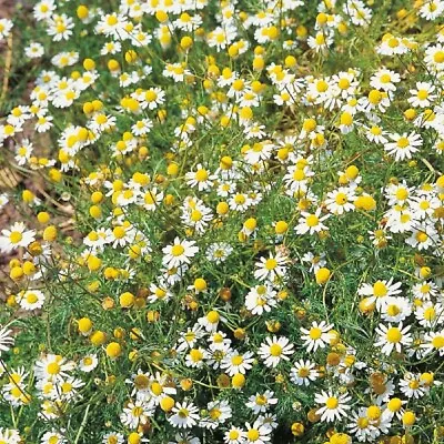 Herb - Chamomile Annual - Kings Seeds Pictorial Pack - 400 Seeds • £2.10