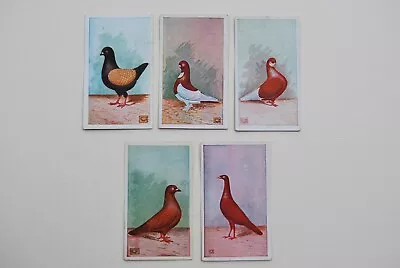 5 Pleines Fancy Pigeon Cigarette Cards • £9.95