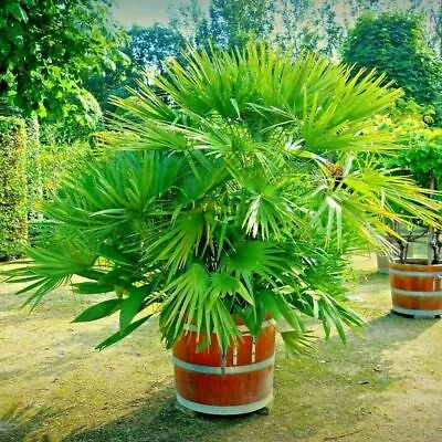 Mediterranean & Tropical Plant Pot Fast Draining Compost Palm Tree Potting Soil • £19.99