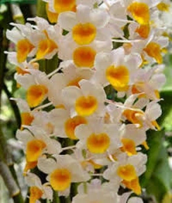 $40 • Buy Orchid Plant 0414. Dendrobium Thrysiflorum Beaut BIG  Plant  In 200mm Pots Speci