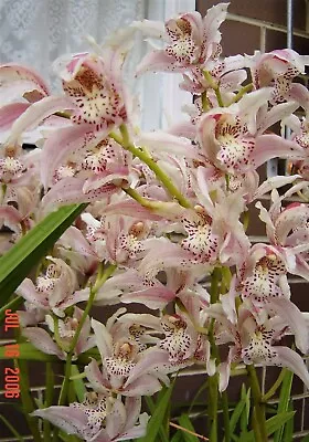 GIFT Rare Hybrid Cymbidium Orchid Plant Schlegelli Exotic Pink + Spots In Pulp • $29.99