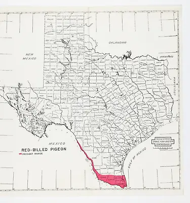 1945 Texas Map ORIGINAL Red-Billed Pigeon Range Ornithology Counties • $38