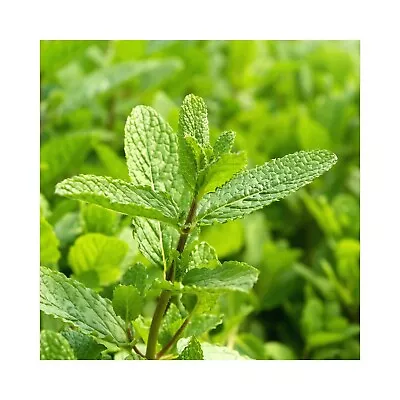 6 Cubanito Mint Plug Plants. Fantastic Collection Cubanito Mints. Herb Garden • £12.99