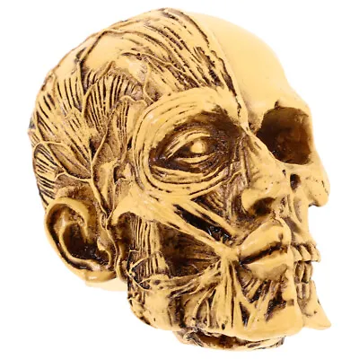 Human Skull Anatomical Model Adult Human Anatomy Head Skeleton Teaching Model • $10.60