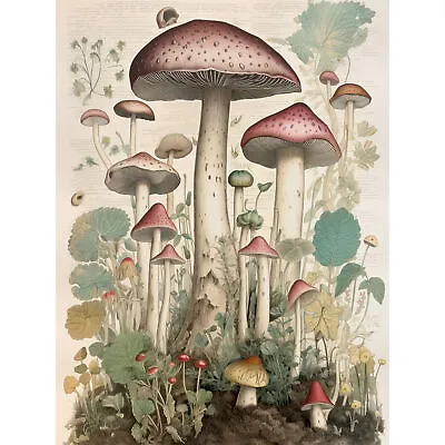Mushroom Fungi Botanical Photograph Vintage Cottagecore Rustic Huge Art Poster • £18.49