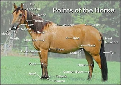 Points Of The Horse Wall Art Chart Poster Paper Laminated Available In Two Sizes • £12.99