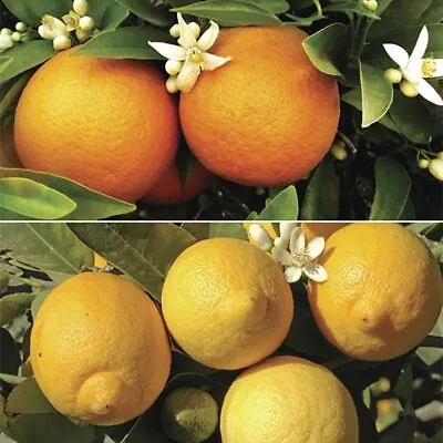 You Garden - Pair Of Large Orange And Lemon Trees In 6.5L Pots Plus 150g Citrus • £58.99