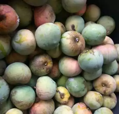 Apple Mango 5+ Seeds (Mangifera Indica L) • $45