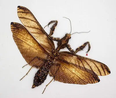 Mantidae -Mantis -Parablepharis Kuhlii (m) -Cameron HighlandsMalaysia (MS100-I) • $39.98