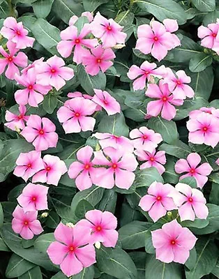 Pink Vinca Seeds Pink Periwinkle Seeds Non-Gmo Heirloom Flower Seeds 50ct • $2.29