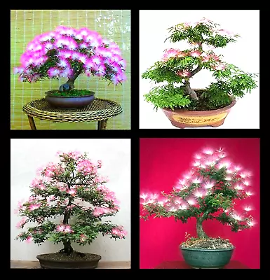 Mimosa Bonsai 25 Tree Seeds (Albizia Julibrissin) Persian Pink Silk Flower Plant • $7.46