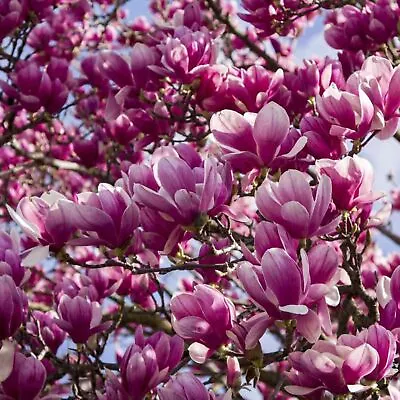 10 Seeds Magnolia Seeds Magnolia Flower Pinkie Magnolia Tree Seeds For Planting • $7.79