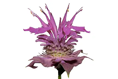Bergamot Wild 600 +Seeds | Bee Balm A Perennial Medicinal Herb & Culinary Flower • $2.49