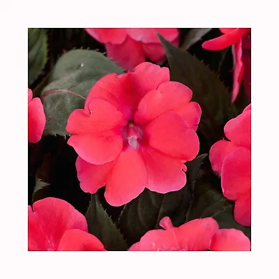 New Guinea Impatiens Compact Deep Rose - 6 Starter Plants Perfect For Baskets • £14.99