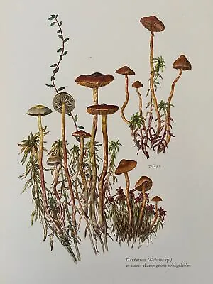 GALERINA Mushroom Print. Antique And Vintage Natural Sciences And Spore Print. • $26.40