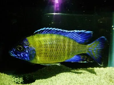 Juvenile Aulonocara Steveni   Blue Neon   ** Malawi Cichlid ** • £8.49