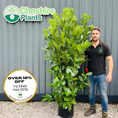 6-7ft Laurel Hedging X 10 For £649 FREE DELIVERY • £649