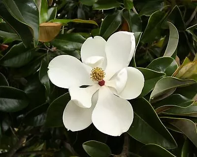 Magnolia Grandiflora - Southern Magnolia Tree • $11.99