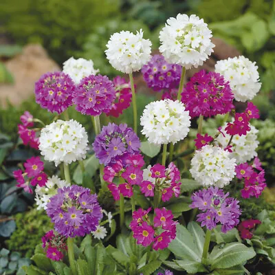 £2.45 • Buy  Primula Plant Seeds  Different  Varieties Of Seeds To  Choose From