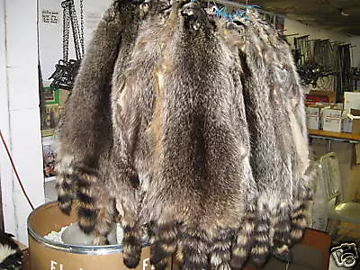 Tanned Raccoon Hides Fur Coats Trapping Furs Hats Bags ID Tag Red  # 1 Grade • $29.99