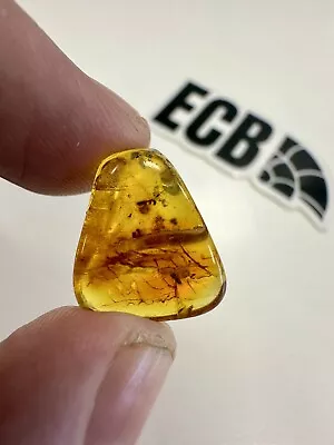 Baltic Amber With Mosquito Inclusion. 100% Real No Fakes. Uk Seller 🇬🇧 • £9.99