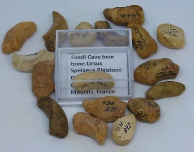 1 X Fossil European Cave Bear Bone Ursus Spelaeus From France In Collectors Box • £7.95