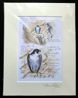 Steve Cale Signed Peregrine Falcon Illustration - Bird Of Prey Raptor Mounted • £49.99