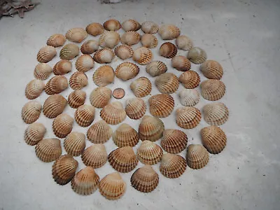 Job Lot Of 60 N Wales Large  Rough  Cockle Shellscraftingwedding Etc • £4.75