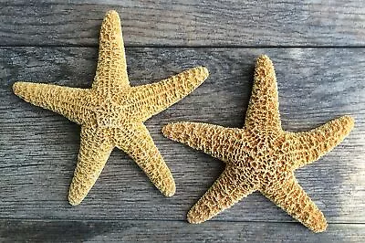 Sugar Starfish | 2 Real Large Brown Sugar Starfish | Plus Free Nautical EBook... • $36.25