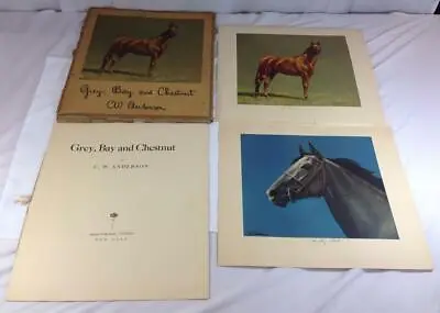 1955 C.W. Anderson Gray Bay And Chestnut Portfolio Man O' War Gray Ghost Prints • $199.99