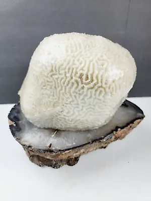  Head Shaped  Natural Brain Coral 6 Pounds 7  Wide • $399.99