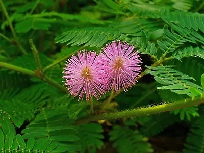 60+ Touch Me Not Flower Seeds / Mimosa Pudica / Shade Plant For Indoor Or Out / • $3.97