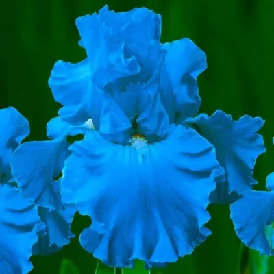 Tall Bearded Iris Rhizomes Bulbs  Full Tide  • $12