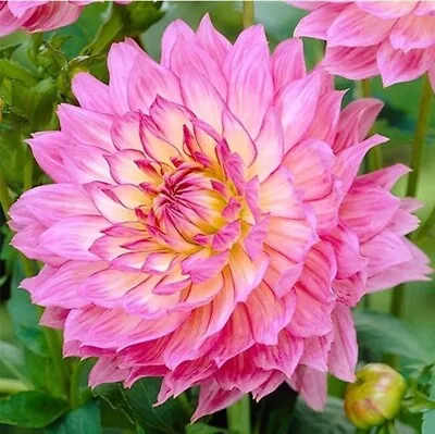20 SEEDS For Pink GALLERY BELLINI DAHLIA Rare Flower Exotic Plant USA Seller • $7.75