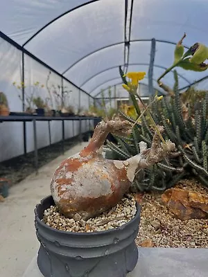 Pachypodium Gracilis • $900