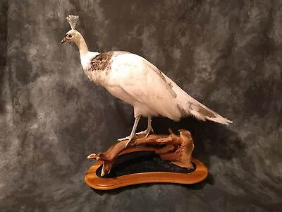 Pied Peacock Hen Taxidermy Mount Bird • $2400