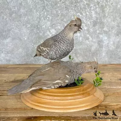 #27164 E+ | Scaled Quail Life-Size Taxidermy Bird Mount • $870