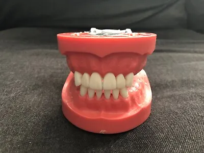 Vintage NISSIN KILGORE Manikin Dental Teeth Dentistry Mold Model Typodont #2 • $134.99