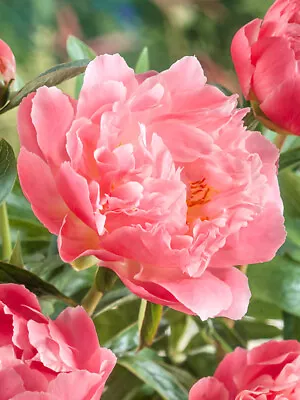 Peony Hawaiian Coral Pink Flower Perennial Fragrant Garden Bare Root Plant • £9.95