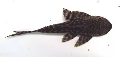 3   Common Pleco Algae Eater Live Freshwater Aquarium Fish • $27.99