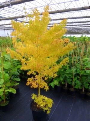 $3.59 • Buy 10 Seeds Yellow Japanese Maple Tree SEEDS ARE HULLED FOR FASTER GROWTH